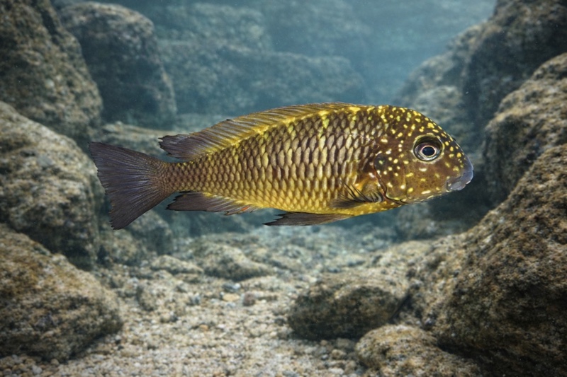 Tropheus sp. 'limespot' Kikoti